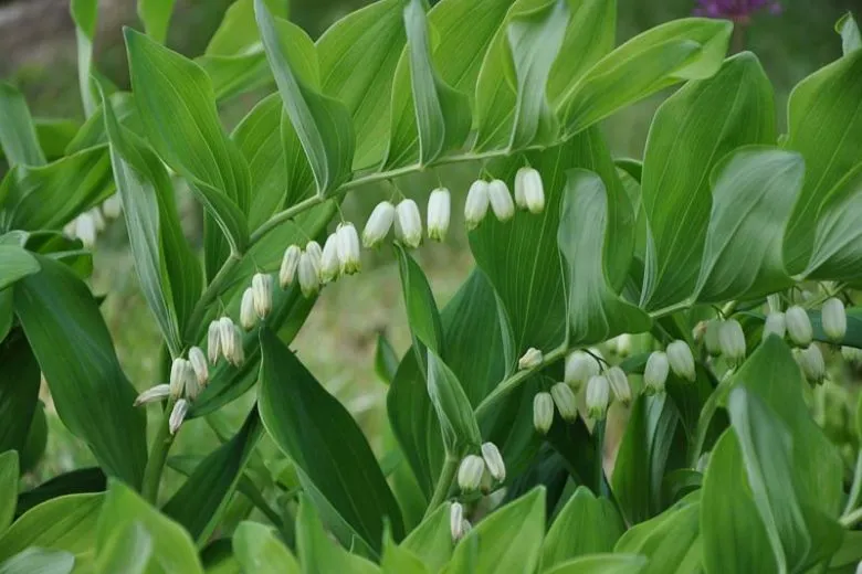 Common Solomon's Seal